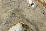 Polished Petrified Wood Limb Section - Colorado #166442-1